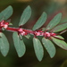 Euphorbia conferta - Photo (c) Jay L. Keller, todos los derechos reservados, subido por Jay L. Keller