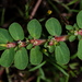 Euphorbia mendezii - Photo (c) Jay L. Keller, todos os direitos reservados, uploaded by Jay L. Keller