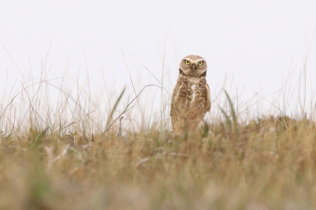 Burrowing Owl From Inverness, Ca, Us On March 18, 2023 At 02:46 Pm By 