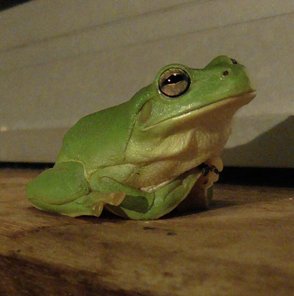 Australian Green Tree Frog from Watsonville QLD 4887, Australia on ...