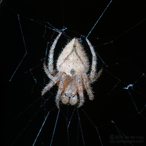 Eriophora edax