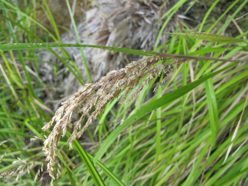 Poa anceps