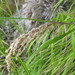Broad-leaved Poa - Photo (c) Melissa Hutchison, all rights reserved, uploaded by Melissa Hutchison