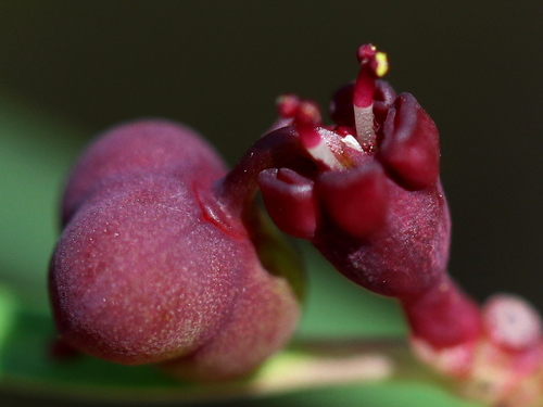 Euphorbia pinetorum (Small) G.L.Webster