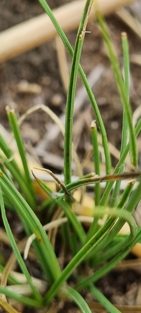 Carex bichenoviana from Jindabyne NSW 2627, Australia on March 22, 2023 ...