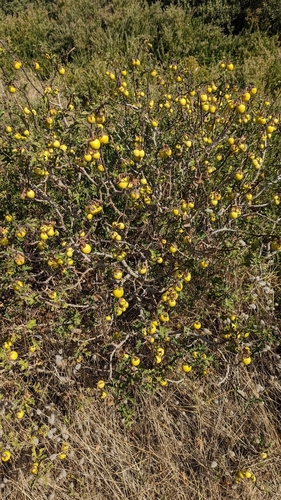 Yellow Bitter-apple