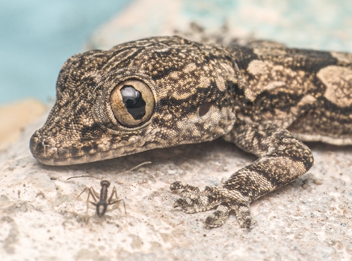 Bark Gecko | Native Nature