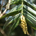 Amentotaxus - Photo (c) Maggie Yeh, όλα τα δικαιώματα διατηρούνται, uploaded by Maggie Yeh