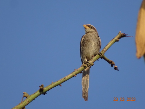 Yellow-billed Shrike