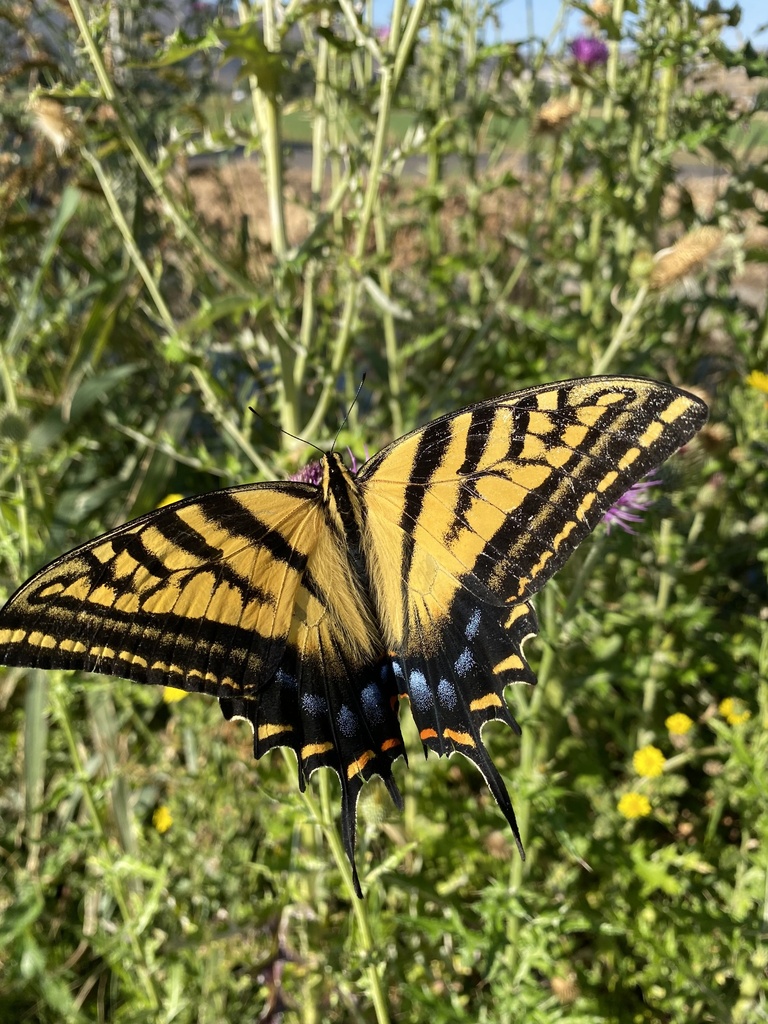 Papilio multicaudata multicaudata from Calle Melchor Ocampo, Álvaro ...