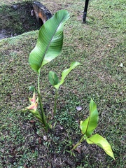 Heliconia wagneriana image