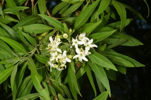 Tree of little stars (Volkameria heterophylla)