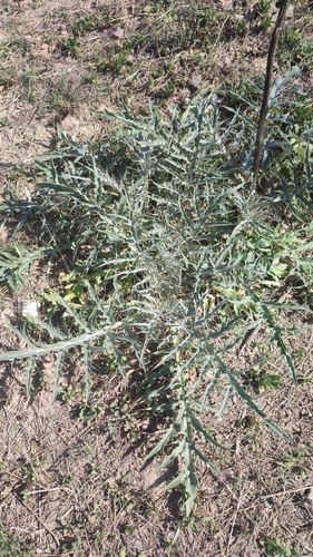 Avistamiento Alcaucil (alcachofa silvestre)