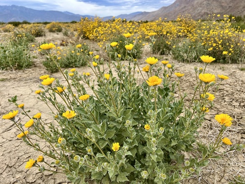 Geraea