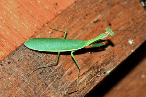 Anaxarcha limbata · iNaturalist