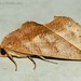 Calyptra minuticornis - Photo (c) Roger C. Kendrick, todos los derechos reservados