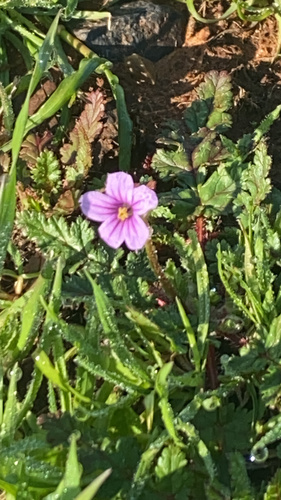 iNaturalist observation photo of Mediterranean Stork's-bill