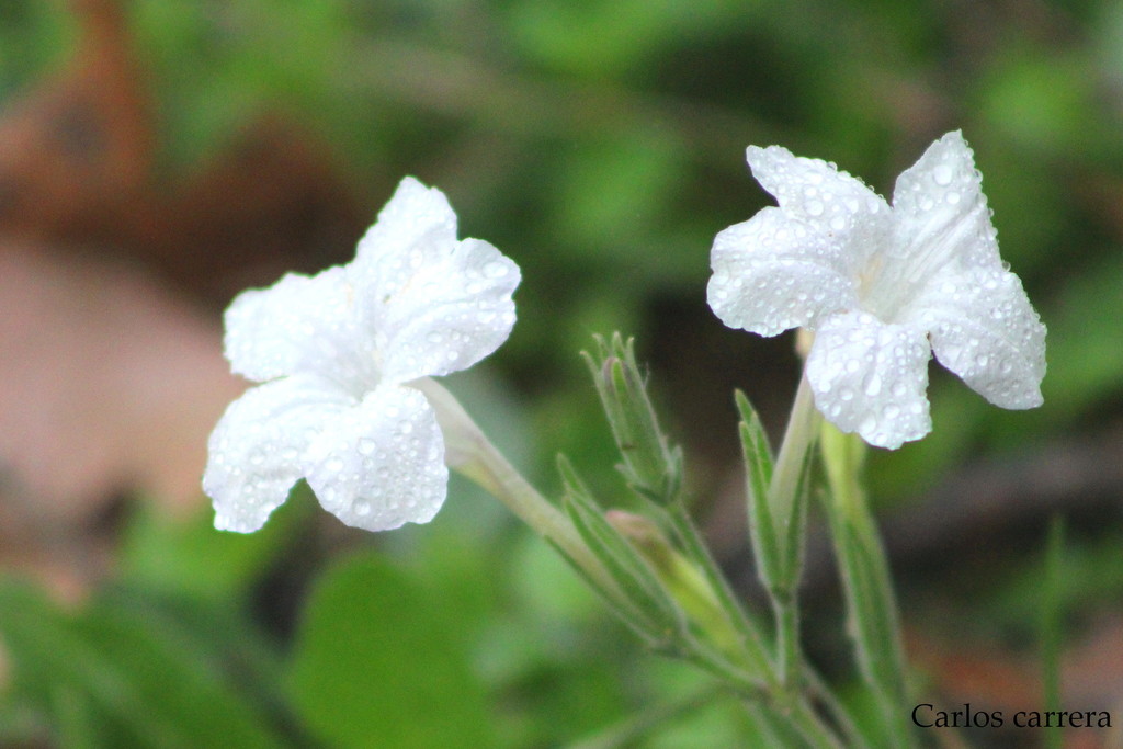 Metz's ruellia (Ruellia metziae) · iNaturalist