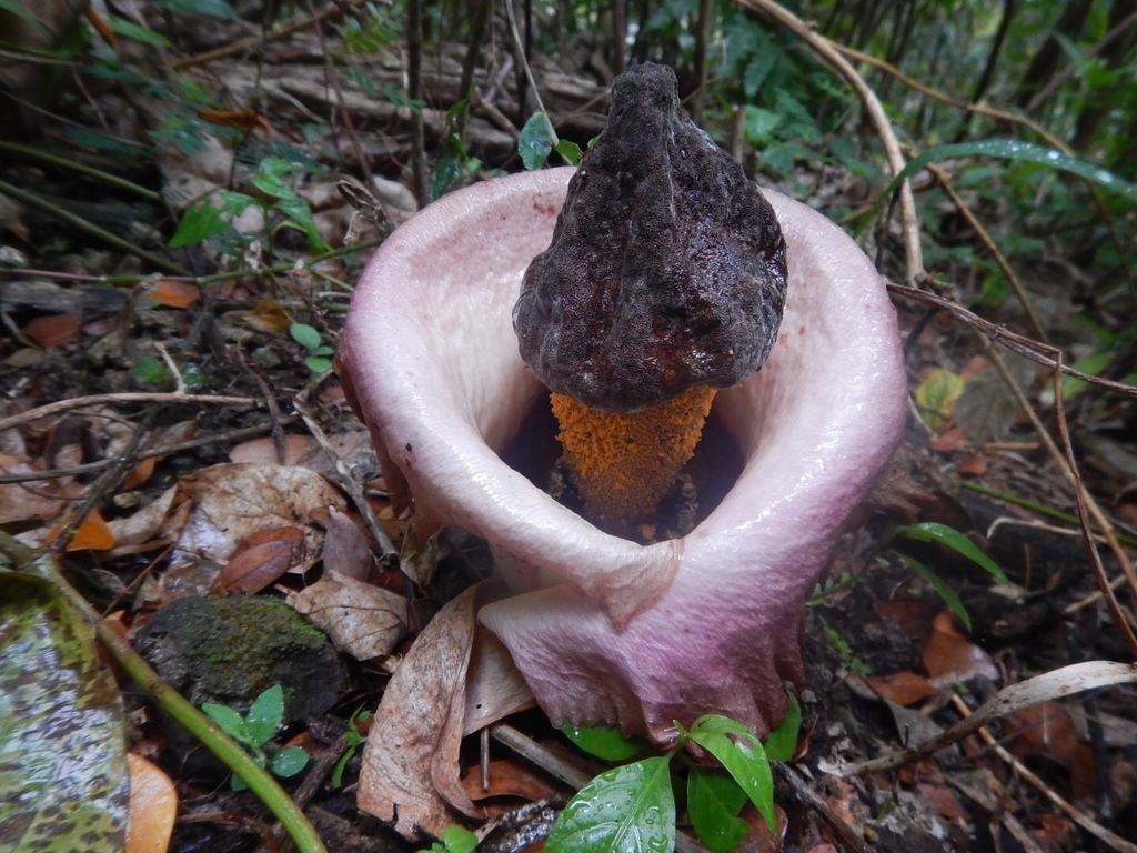 elephant-foot yam from Viti Levu, , Fiji, FJ on October 3, 2018 at 10: ...