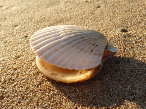 Ezo Giant Scallop