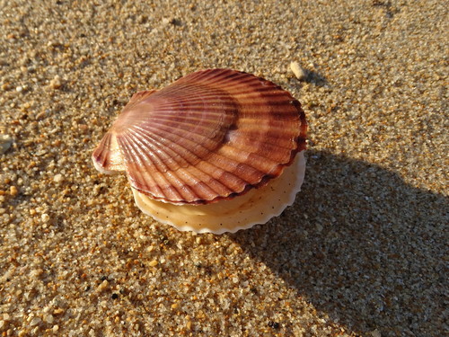 Ezo Giant Scallop
