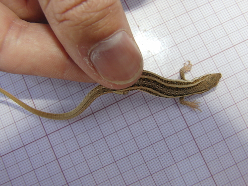 Olivier's Sand Lizard