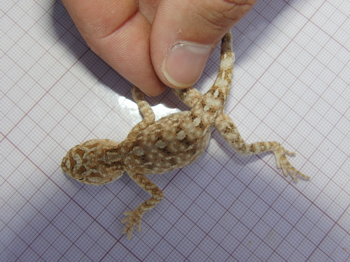 Desert Agama