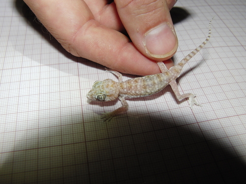 Anderson's Short-fingered Gecko