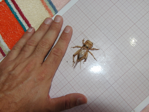 Brachytrupes megacephalus