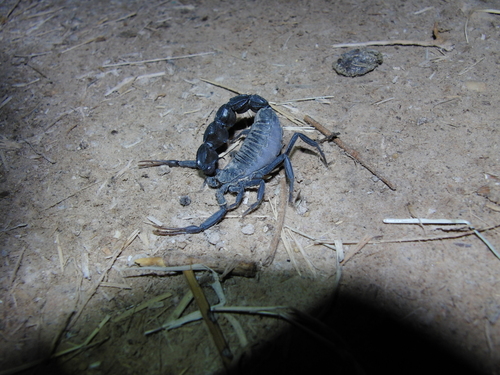 Androctonus aeneas