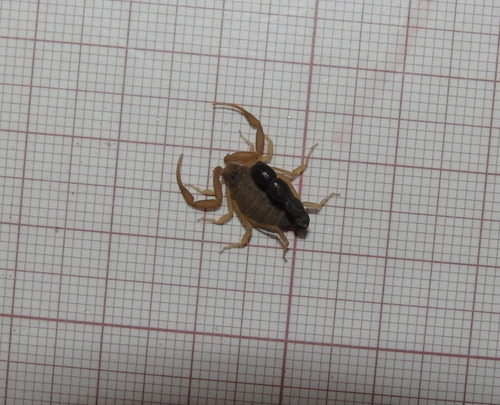 Microbuthus flavorufus