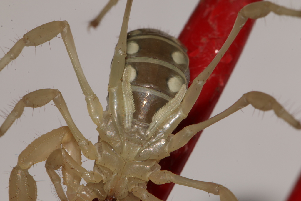 dune-scorpion-from-inyo-county-ca-usa-on-october-7-2018-at-05-51-pm