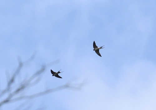 Lesser Striped Swallow