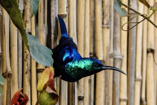Malagasy Sunbird