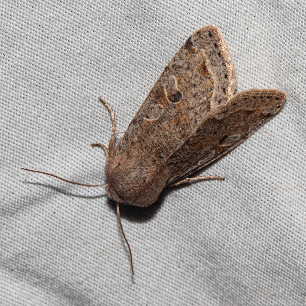 Speckled Green Fruitworm Moth from Anne Arundel County, MD, USA on ...