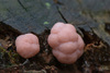 Tubifera pseudomicrosperma - Photo (c) Ilze Joubert, all rights reserved, uploaded by Ilze Joubert
