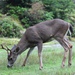 Columbian Black-tailed Deer - Photo (c) scog7, all rights reserved, uploaded by scog7