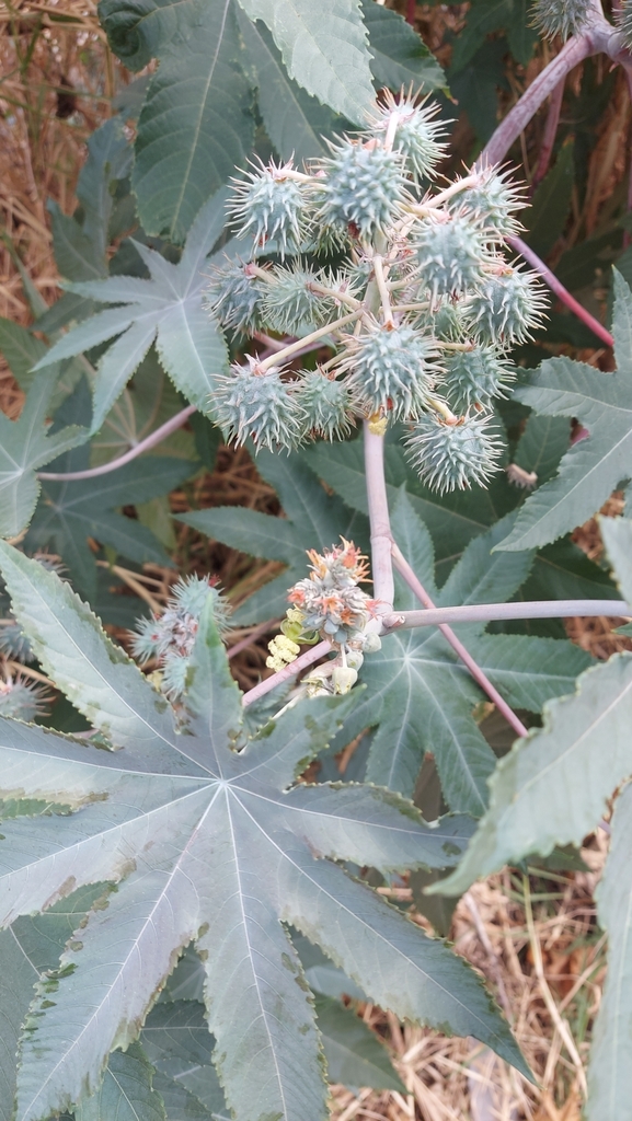 Castor Bean From 406台灣台中市北屯區新平里 On March 25, 2023 At 10:12 Am By Chen 