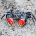 Scarlet Three-spined Mangrove Crab - Photo (c) nick_rogers, all rights reserved