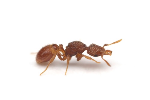 六节瘤颚蚁Strumigenys hexamera