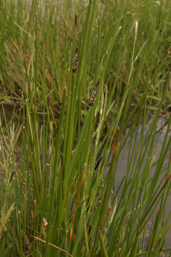 Sharp Spike Sedge from Pejar NSW 2583, Australia on October 15, 2014 at ...