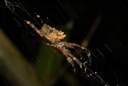 Caerostris pero