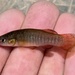 Redface Topminnow - Photo (c) prickly_sculpin, all rights reserved, uploaded by prickly_sculpin