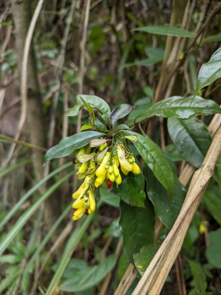 Polygala wattersii (Polygala wattersii)