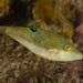 Canthigaster bennetti - Photo (c) Ian Shaw, todos los derechos reservados, uploaded by Ian Shaw