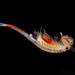 Knobbedlip Fairy Shrimp - Photo (c) Steven Wang, all rights reserved, uploaded by Steven Wang