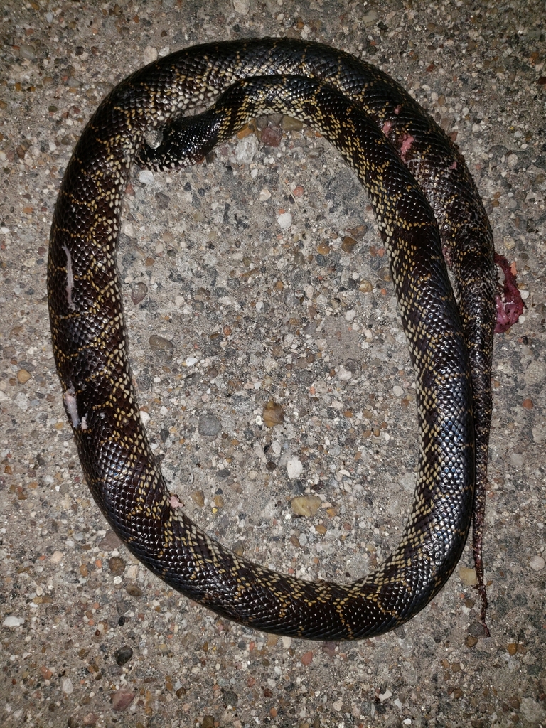 Desert Kingsnake from FM763, Corpus Christi, TX 78415, USA on October 8 ...