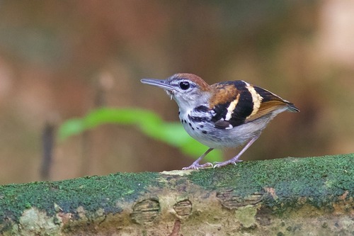 Banded Antbird