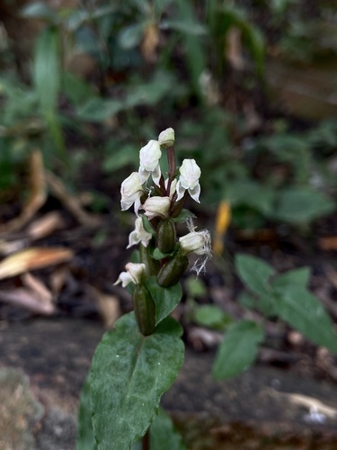 Disperis micrantha
