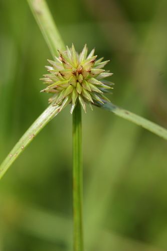 Kyllinga gracillima · iNaturalist